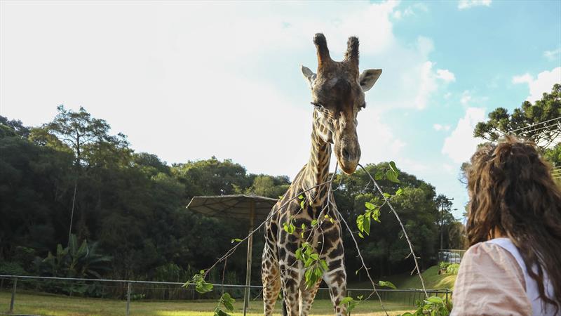 ZoolÃ³gico de Curitiba volta a receber visitantes para o percurso a pÃ©